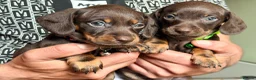 Miniature Dachshund dogs for sale: 💕Bridget and Oscar Can’t wait to meet with You💕 - Advert 3