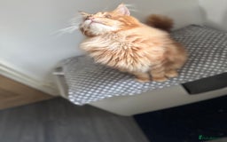Maine Coon cats for stud: Proven Red tabby Maine coon stud - Image 4