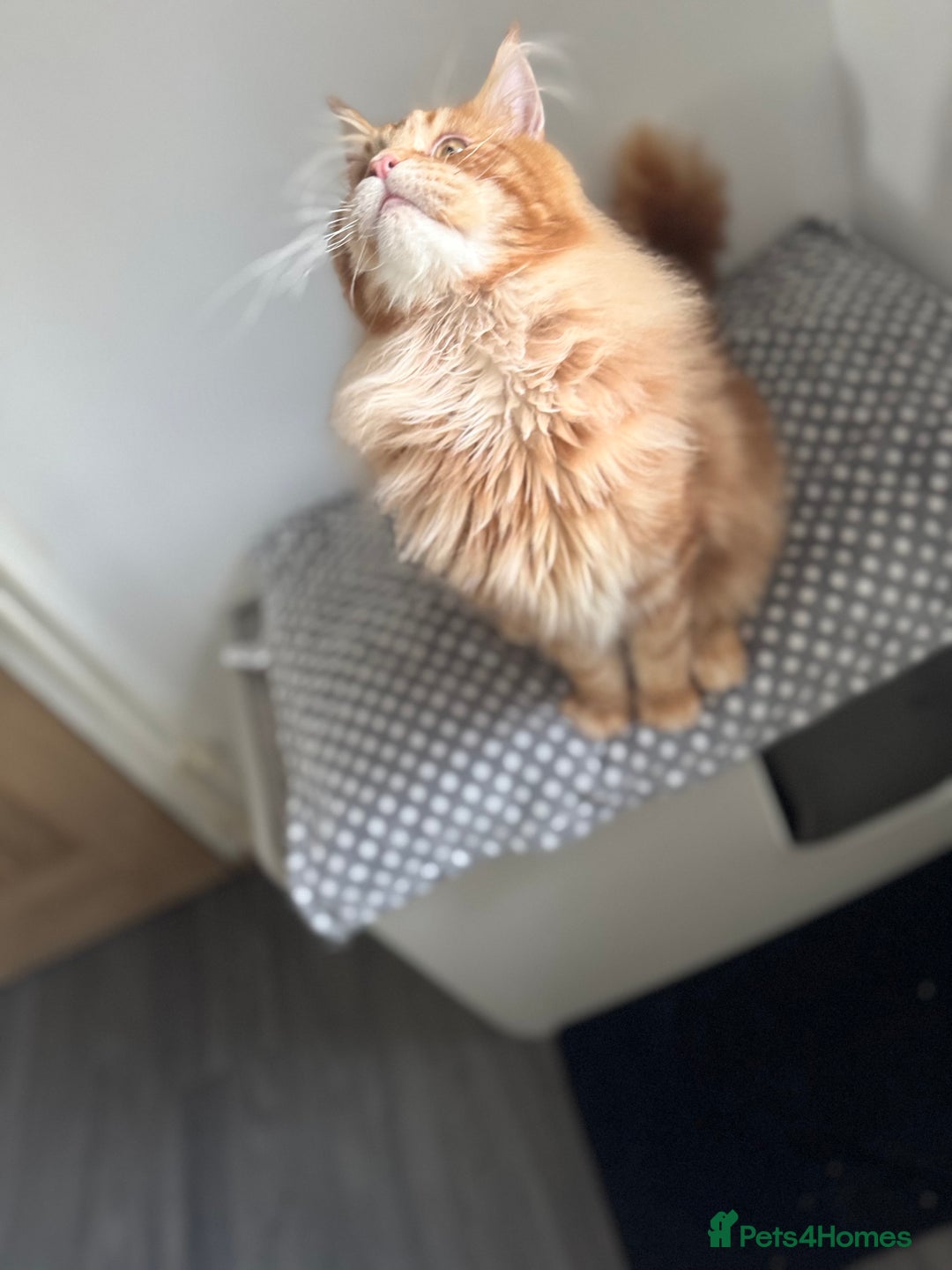 Maine Coon cats for stud: Proven Red tabby Maine coon stud - Image 4