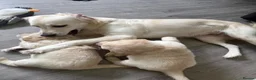 Golden Retriever dogs for sale: KC Registered Golden Retriever puppies.  - Advert 14
