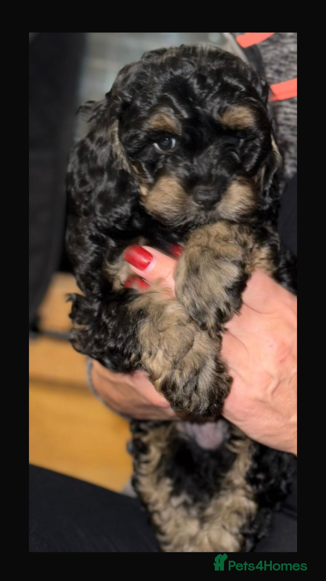 Cockapoo dogs Toy cockapoo’s  - Advert 13