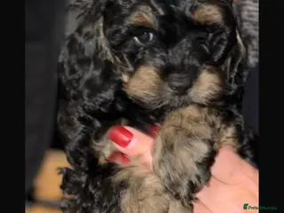 Cockapoo dogs Toy cockapoo’s - Advert 13