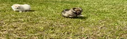 Pomeranian dogs for sale: Beautiful pups looking for forever homes - Advert 8