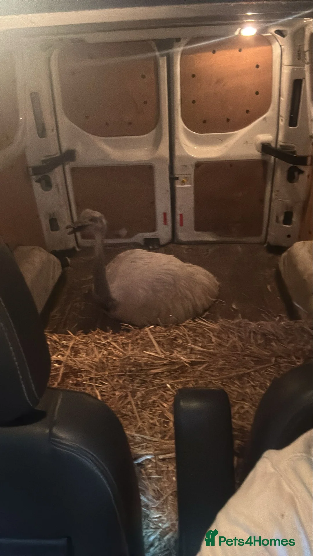 Emus poultry for sale: White rhea adult for sale - Advert 2