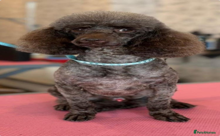 Toy Poodle dogs - Advert 2