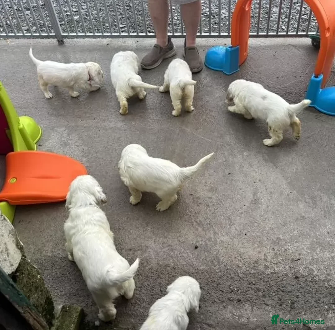 Clumber Spaniel dogs for sale: Outstanding Clumber Spaniel Litter – Now Viewing in Sheffield - Advert 2