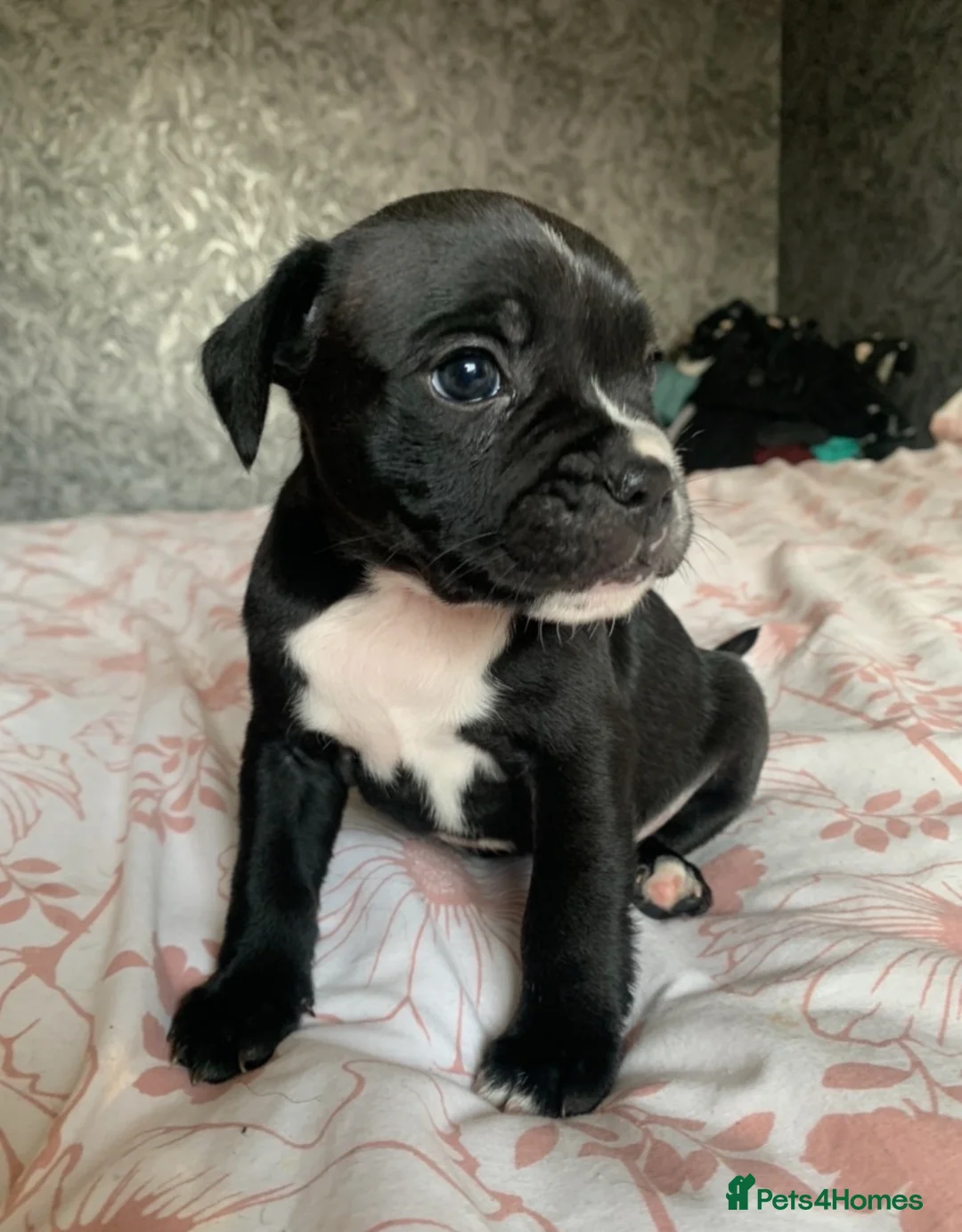 Mixed Breed dogs for sale: fraffys unique breed  - Advert 6