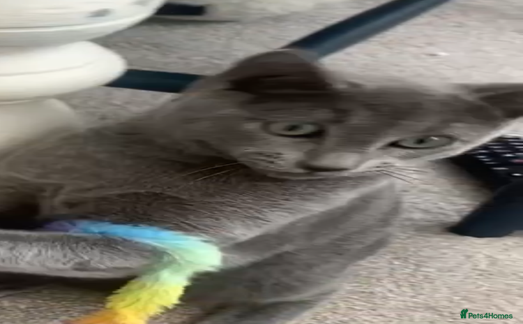 Russian Blue cats One Pure Pedigree Russian Blue Male - Advert 3