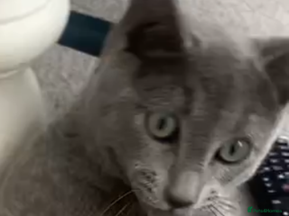 Russian Blue cats One Pure Pedigree Russian Blue Male - Advert 1