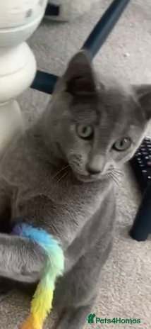 Russian Blue cats One Pure Pedigree Russian Blue Male - Advert 3