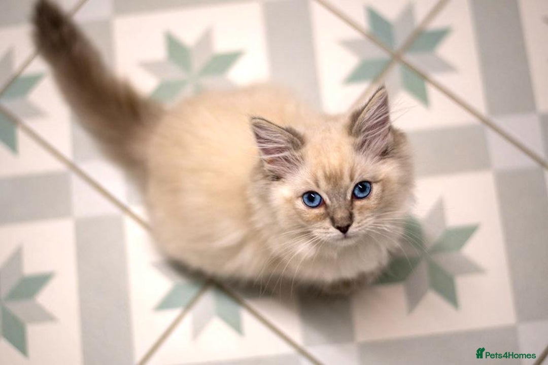 Ragdoll cats for sale: 🏅Last 2 GCCF Ragdoll kittens Ready now - Advert 18