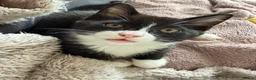Mixed Breed cats for sale: Maine coon mixed kitten clever and very very sweet in Chelmsford - Advert 6
