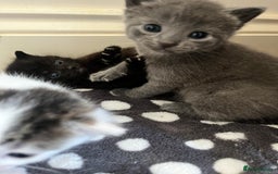 Mixed Breed cats for sale: Gorgeous White/Tabby Kitten   - Image 11