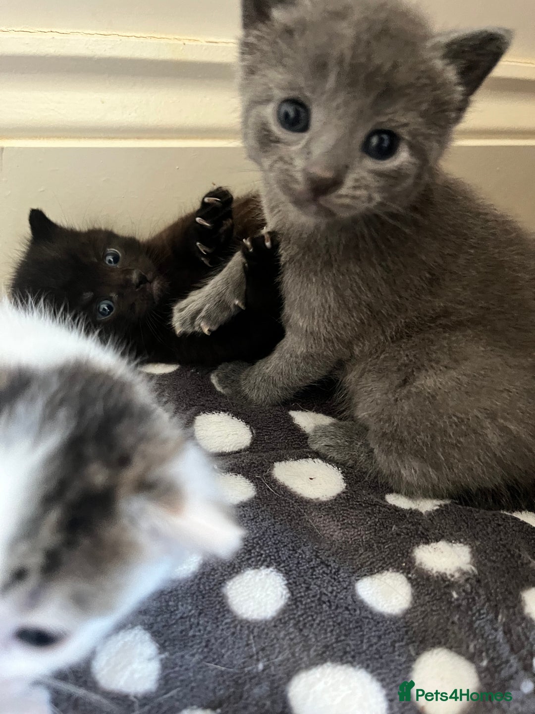 Mixed Breed cats for sale: Gorgeous White/Tabby Kitten   - Image 11