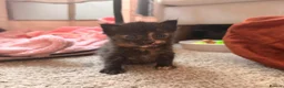 Mixed Breed cats for sale: 4 Stunning Friendly Fluffy Kittens x Ragdoll in Stoke-on-Trent - Advert 19