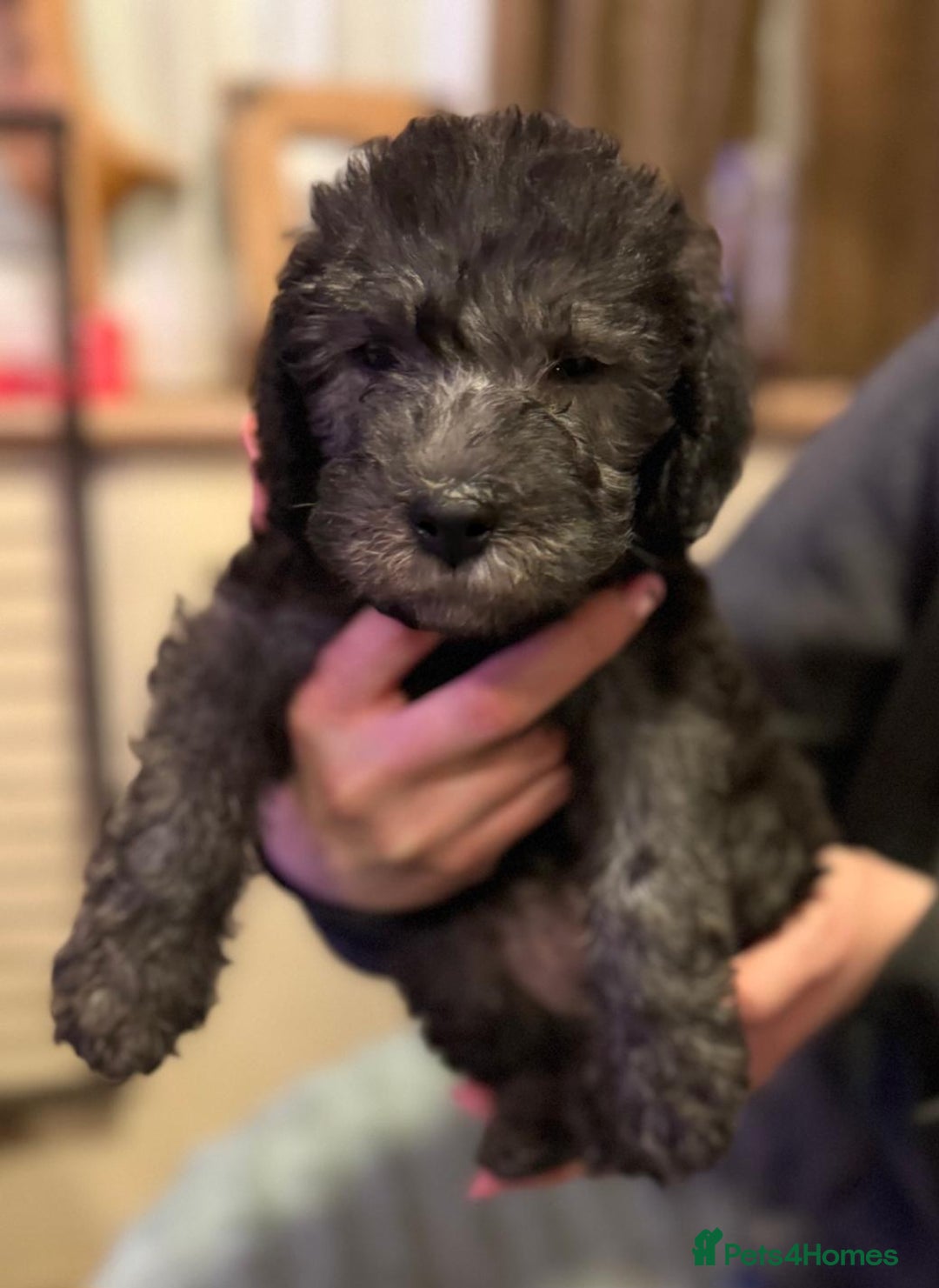 Bedlington Terrier dogs for sale: Champion Sired KC Reg Bedlington Terrier Puppies  - Advert 1