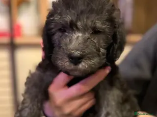 Bedlington Terrier dogs Champion Sired KC Reg Bedlington Terrier Puppies - Advert 3