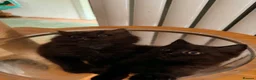 British Shorthair cats for sale: BRITISH SHORTHAIR DOLLS READY NOW! in Uxbridge - Advert 4