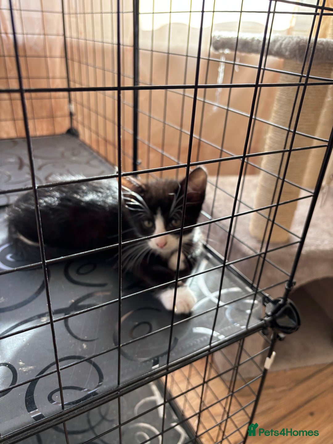 Mixed Breed cats for sale: 4 cute bundles of joy  - Image 8