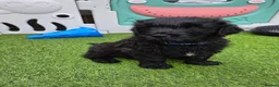 Russian Black Terrier dogs for sale: 🐾 RUSSIAN BLACK TERRIER PUPPIES 🐾 - Advert 4