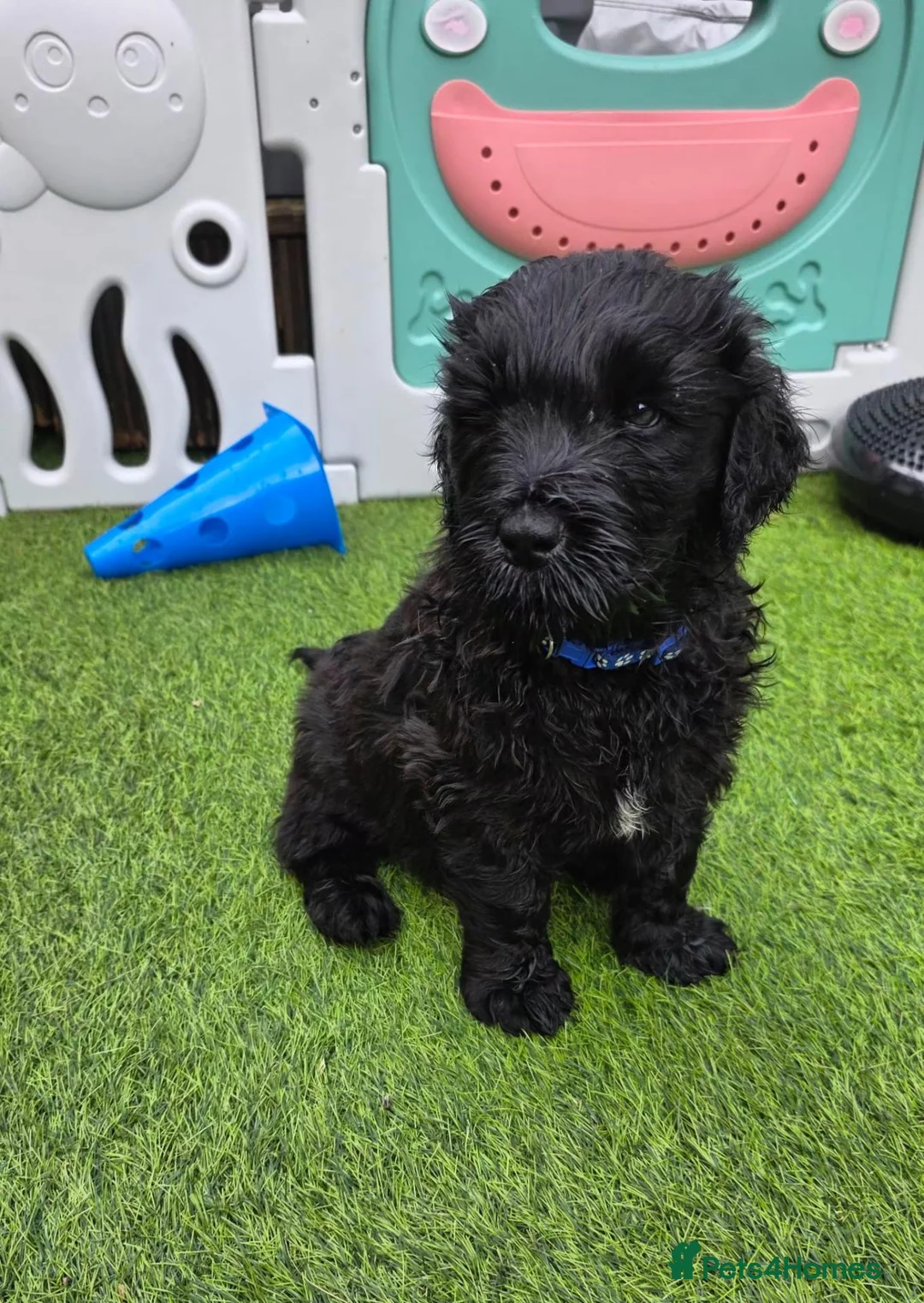 Russian Black Terrier dogs for sale: 🐾Russian Black Terrier Puppies | Ready Now🐾 - Advert 2