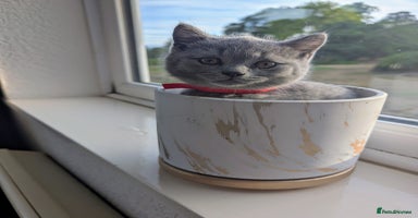 British Shorthair cats in Rugby - Advert 2