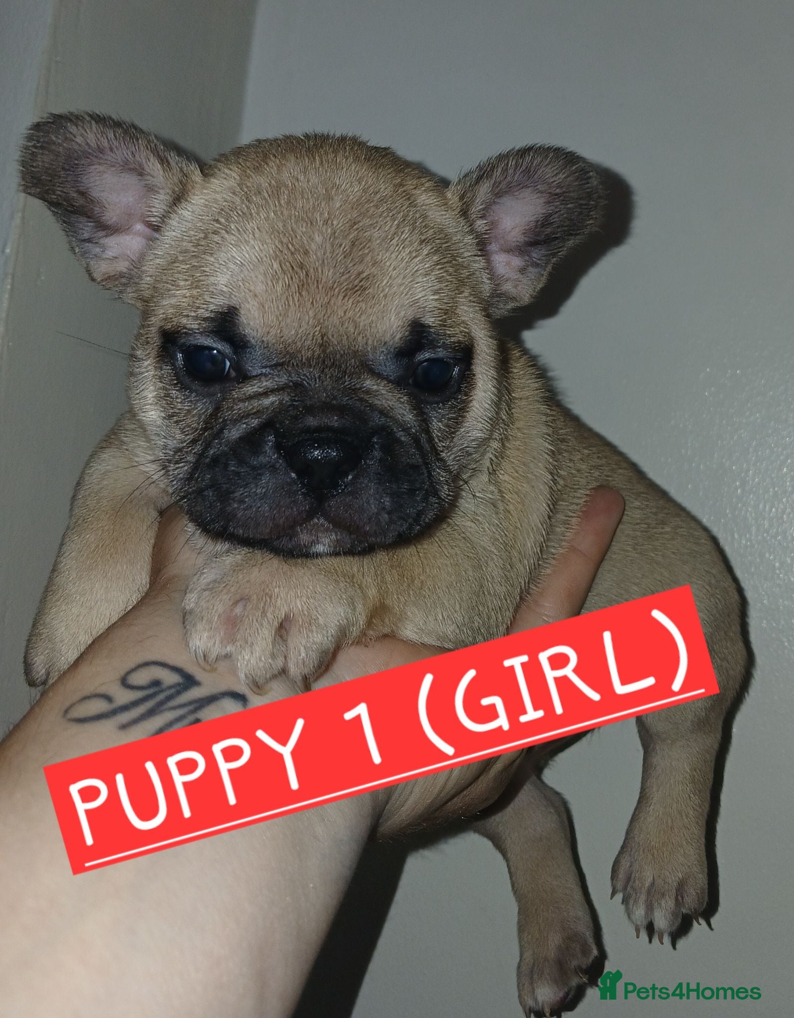 French Bulldog dogs Full pedigree French bulldogs - Advert 11