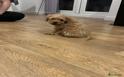 Cavapoo dogs for sale: F1b toy cavapoos  - Image 3