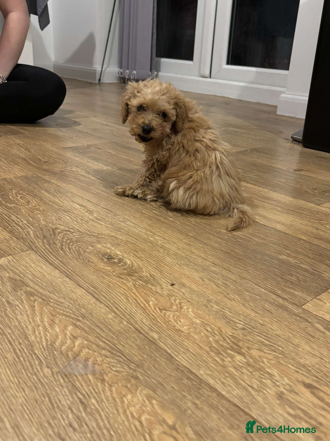 Cavapoo dogs for sale: F1b toy cavapoos  - Image 3