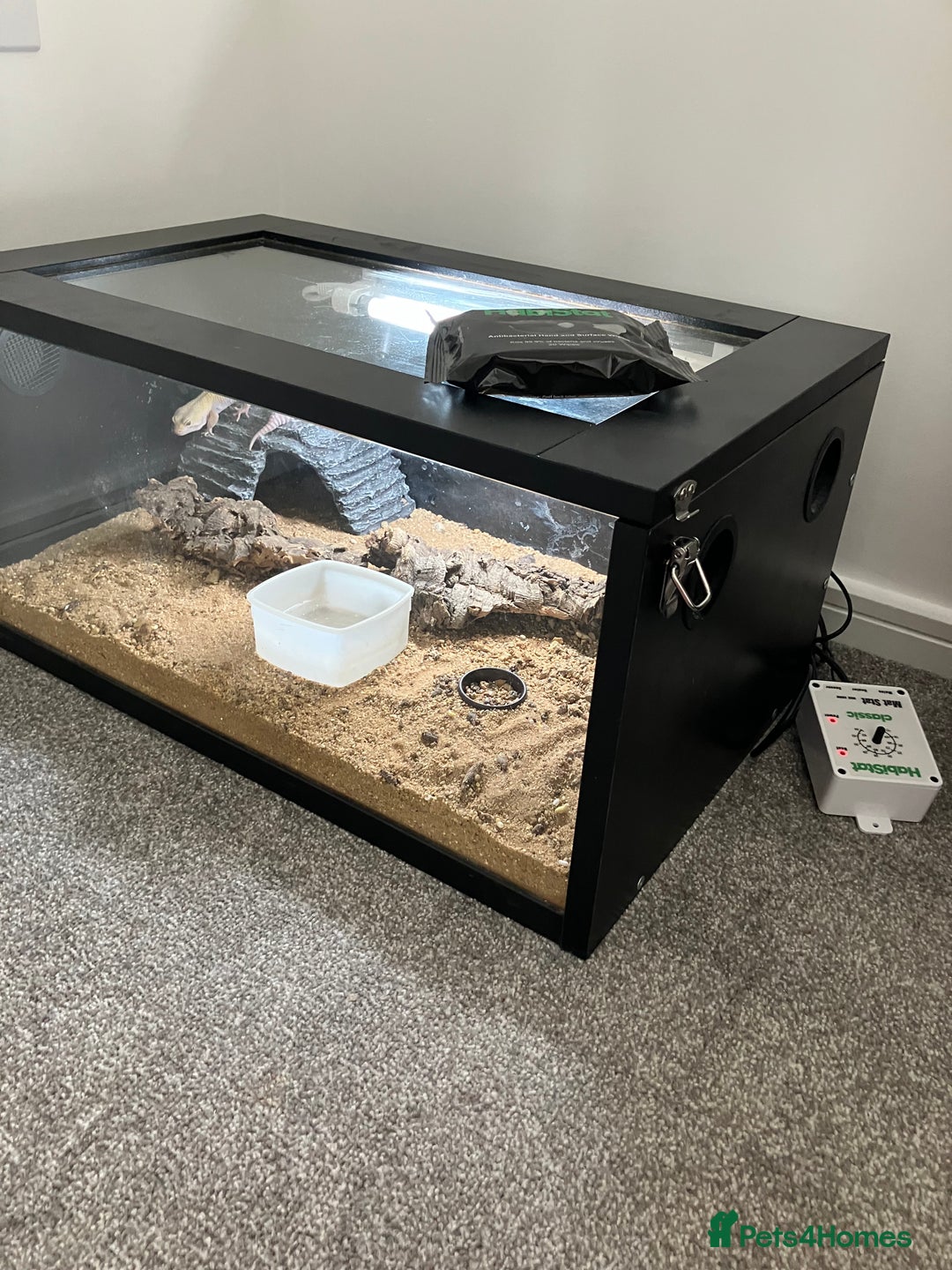 Leopard Gecko reptiles for sale: Albino leopard gecko  - Image 18