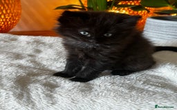 Ragdoll cats for sale: x3 adorable half ragdoll kittens ready to go - Image 6