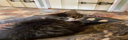 British Shorthair cats for sale: Short/Long Haired Tabby Kittens  - Advert 5