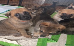 Mixed Breed dogs for sale: Beautiful Inca & handsome Nanuq PUPDATE x4 - Image 25