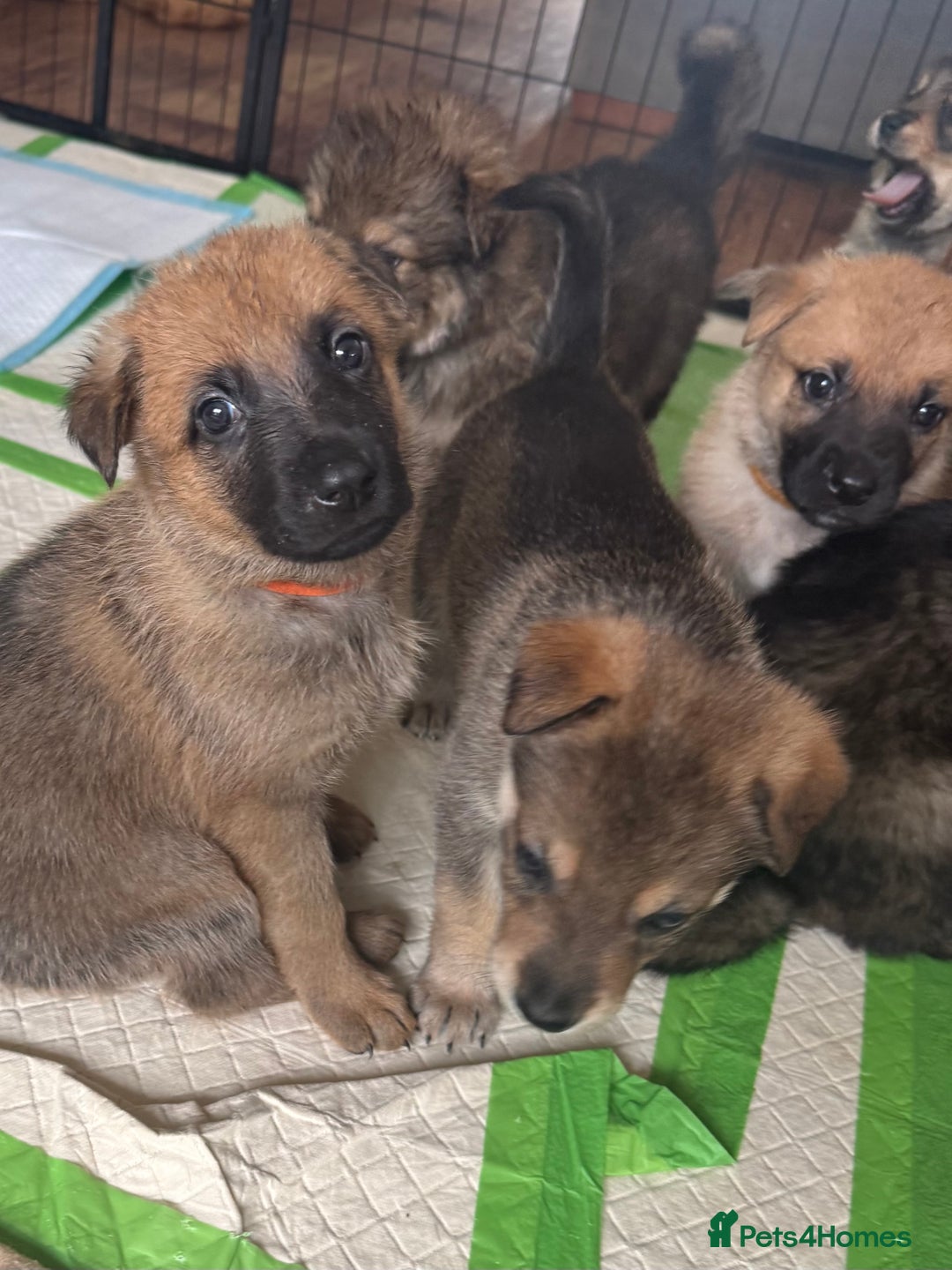 Mixed Breed dogs for sale: Beautiful Inca & handsome Nanuq PUPDATE x4 - Image 25