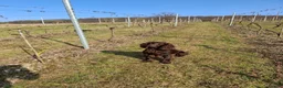 Cocker Spaniel dogs for sale: Working cocker spaniel puppies kc reg in Brough - Advert 4