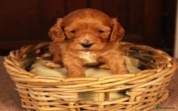 Cavapoo dogs for sale: Gorgeous Cavapoo puppies - Image 12