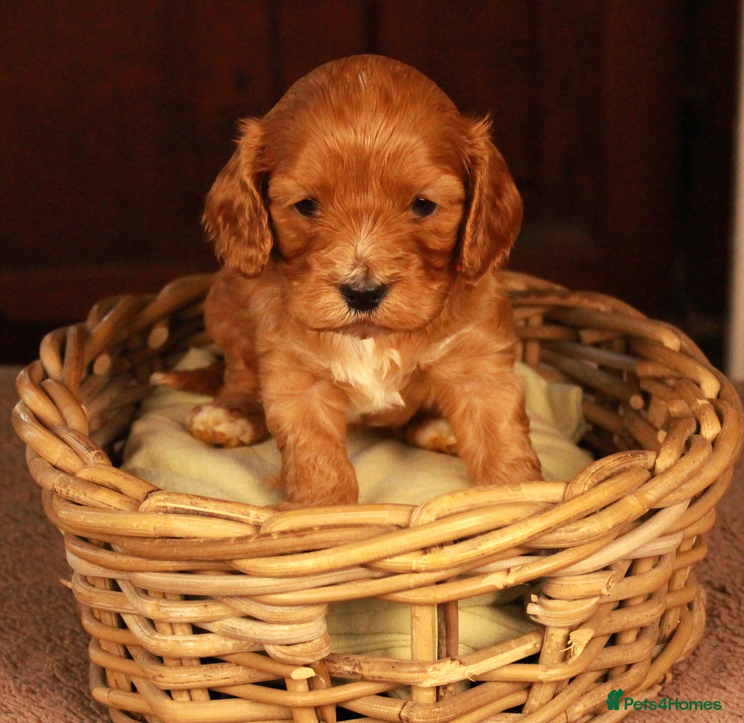 Cavapoo dogs for sale: Gorgeous Cavapoo puppies - Image 12