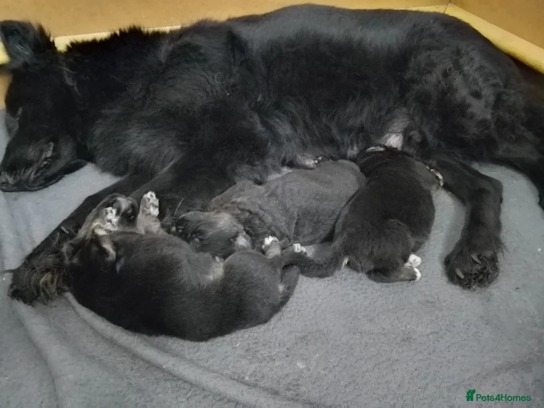 German Shepherd dogs for sale: Straight back Long coat German Shepherd pups - Advert 12