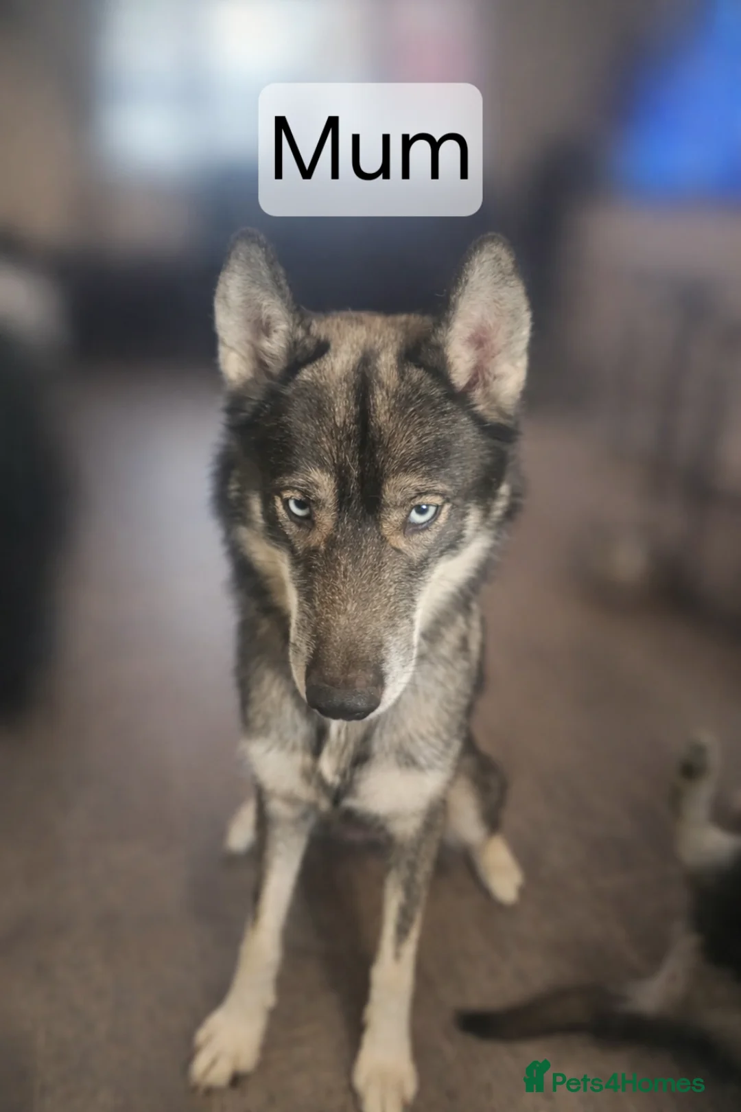 Utonagan dogs for sale: German Shep x Malamute x Husky Puppies - Advert 2