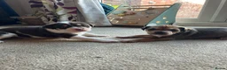 Mixed Breed dogs for sale: Beautiful Staffie cross puppies - Advert 17