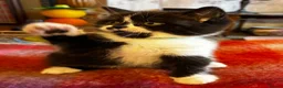 Scottish Fold cats for sale: Scottish Fold Kittens for sale - Advert 9