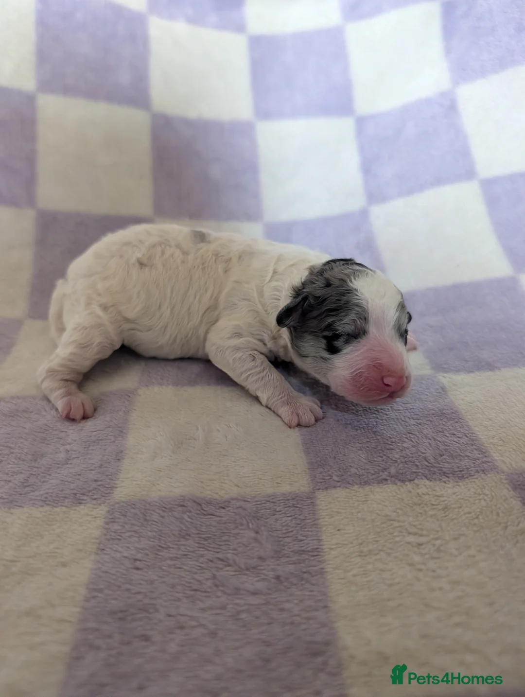 Miniature Poodle dogs for sale: Beautiful parti/merle miniature poodles   - Advert 5