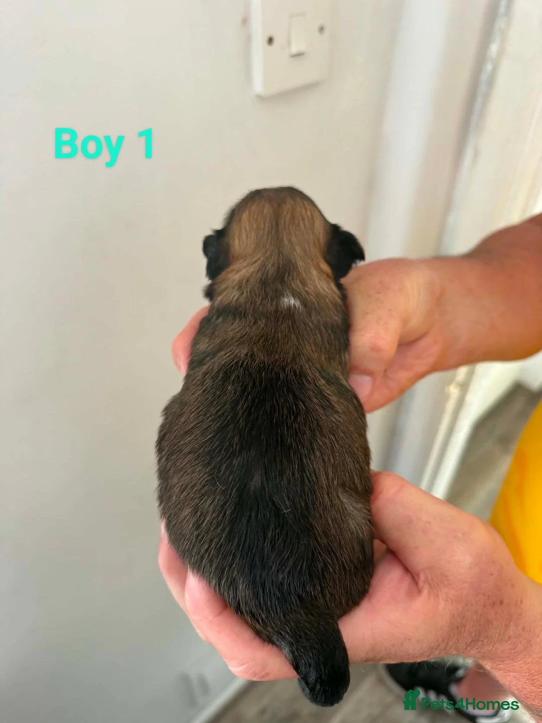 Lhasa Apso dogs for sale: Lhasa apso pups for sale  - Advert 9
