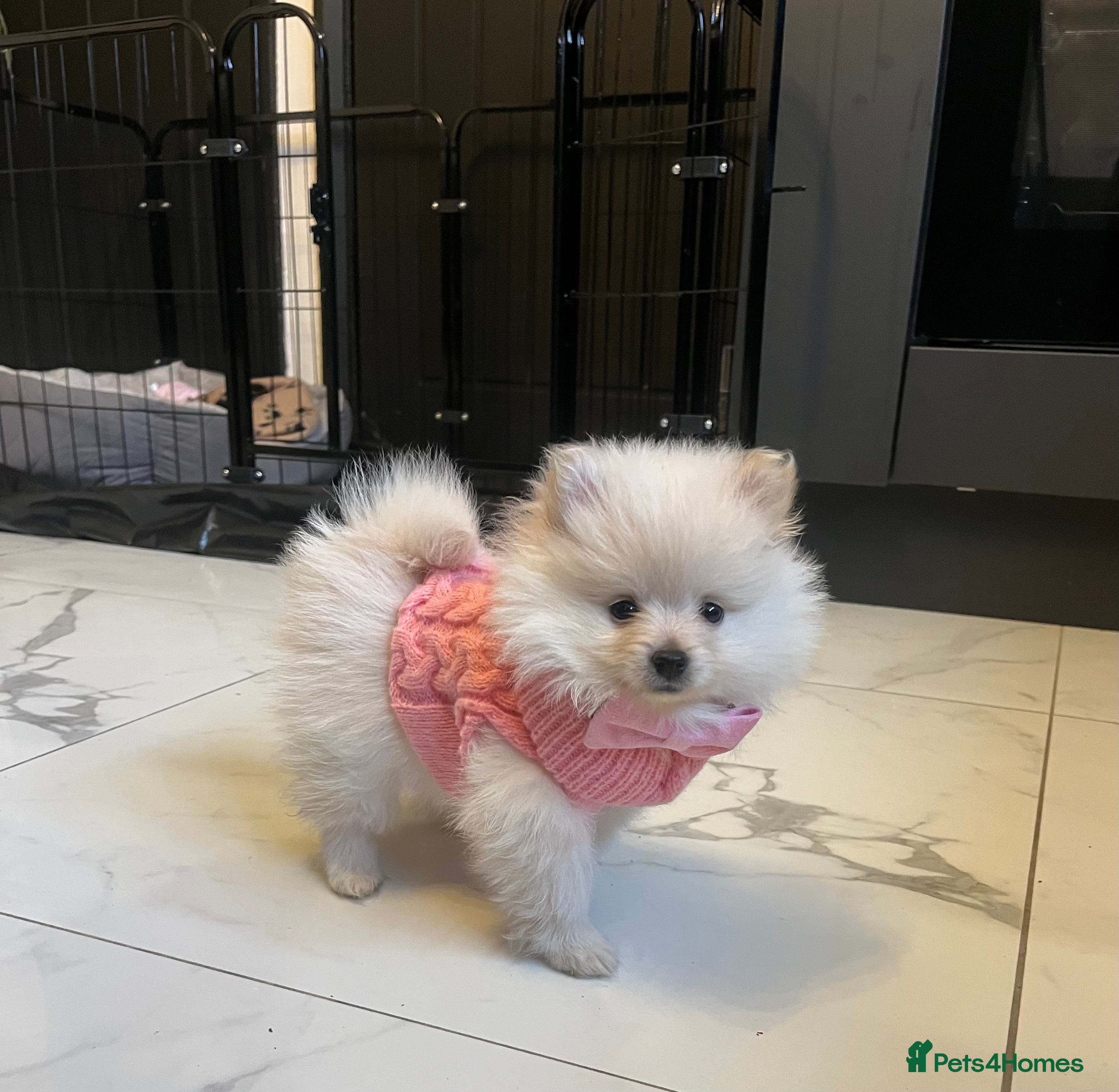 Pomeranian dogs Stunning white fluffy bear  - Advert 3