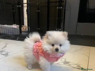 Pomeranian dogs Stunning white fluffy bear - Advert 3