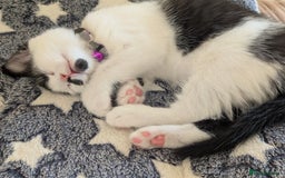 Domestic Shorthair cats for sale: Domestic Shorthair Female Kitten Available Now - Image 4