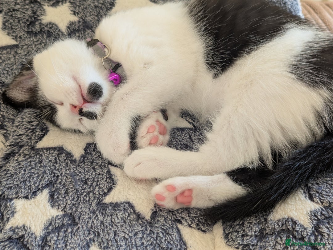 Domestic Shorthair cats for sale: Domestic Shorthair Female Kitten Available Now - Image 4