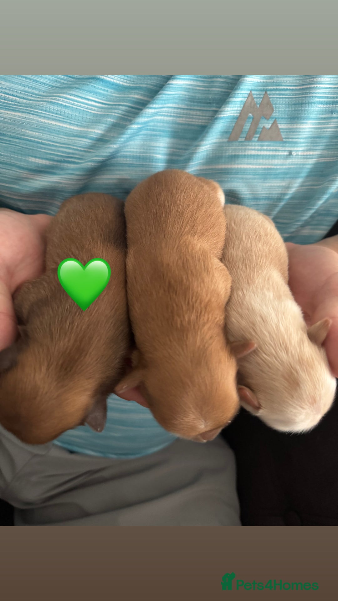 Chihuahua dogs for sale: Chihuahua puppies  - Image 14