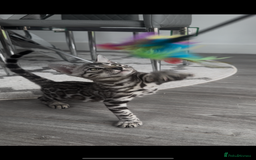 Bengal cats for sale: Breed quality silver bengal kittens 🐆💎🤍🩶🖤 - Image 22