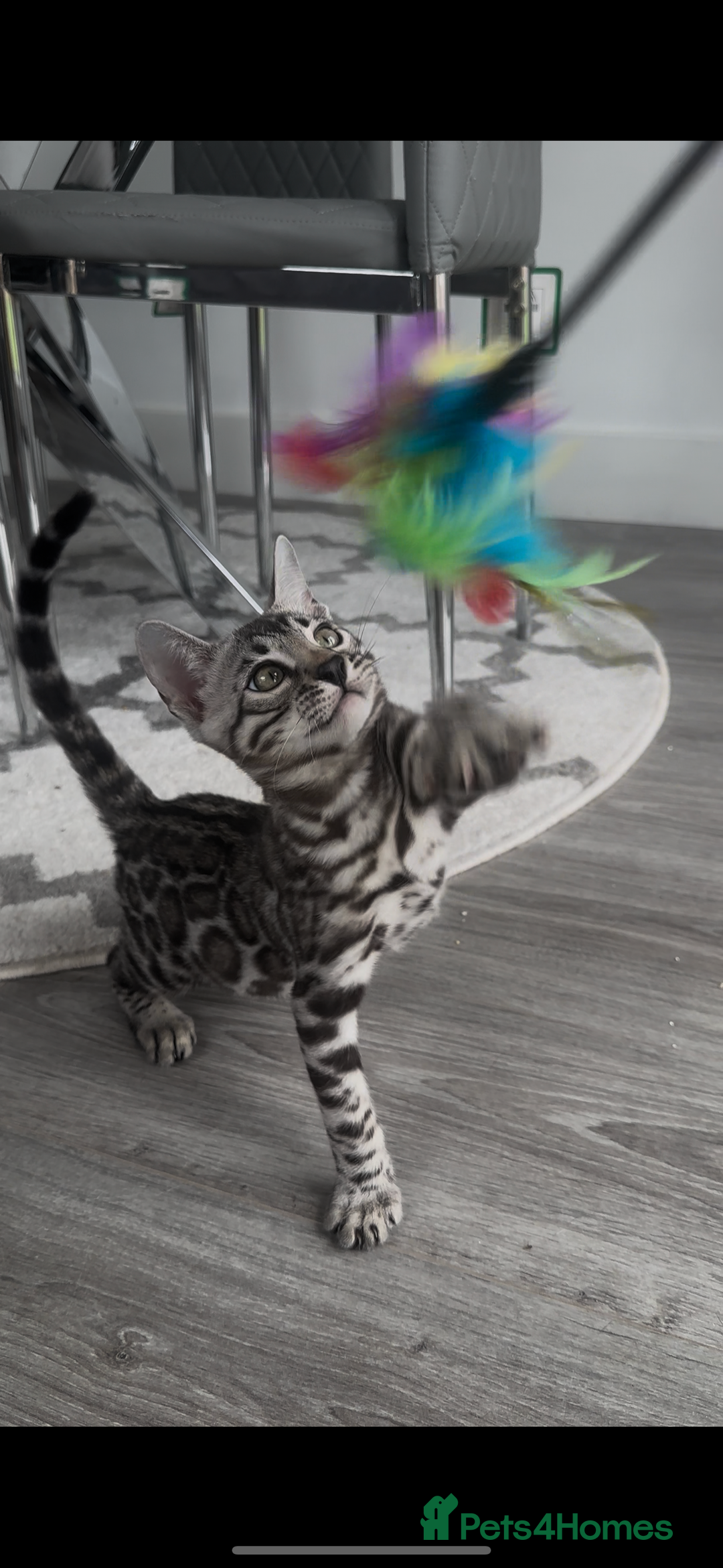 Bengal cats for sale: Breed quality silver bengal kittens 🐆💎🤍🩶🖤 - Image 22